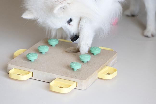 Training game for dogs.
